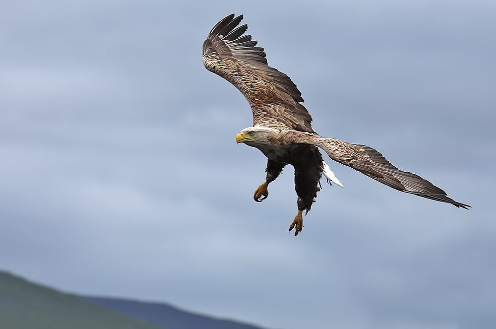 white-tailed eagle